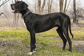 Image result for Cool Big Dogs