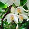 Image result for Styrax japonicus