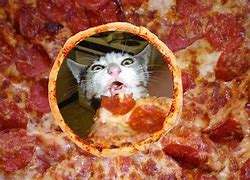 Image result for Cat Sitting On Pizza Meme