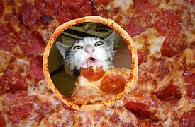 Image result for Cat Eating a Pizza in Pink Background
