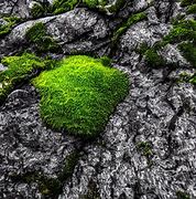 Image result for Moss On Rocks New England