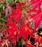 Image result for Acer palmatum Beni-maiko