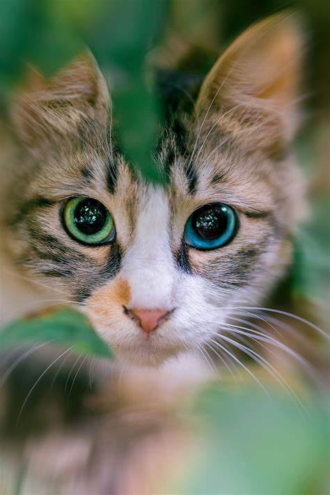 一只蓝眼睛的猫绘本