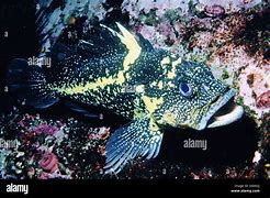 Image result for China Rockfish