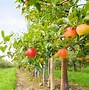 Image result for Apple Orchard Harvest Tree