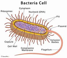 Image result for How Big Is a Bacteria Cell