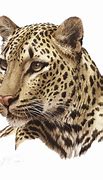Image result for Pink Cheetah Print PNG