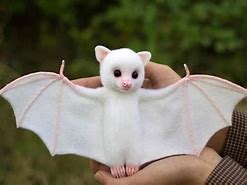 Image result for Albino Bat Babies