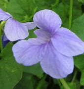 Image result for Viola hederaceae