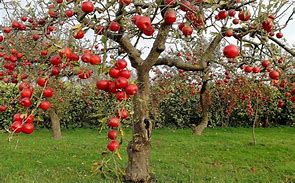 Image result for Fruit Apple Trees Wallpaper