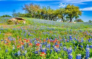 Image result for Wildflowers in Texas Hill Country