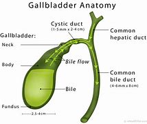 Image result for Gallbladder Digestive System