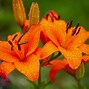 Image result for Orange Hybrid Lilies
