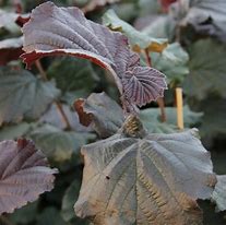 Image result for Corylus maxima Rode Zellernoot