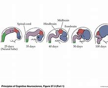 Image result for Neural Tube or Tail