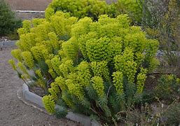 Image result for Euphorbia characias subsp. wulfenii