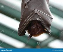 Image result for Bat Sleeping Ilhouette