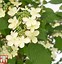 Image result for Viburnum plicatum f. tomentosum