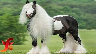 Image result for Top 10 Rare Horse Breeds