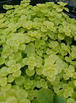 Image result for Sedum makinoi Ogon