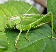 Image result for Cricket Animal