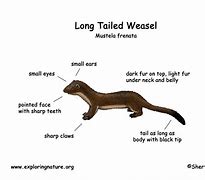 Image result for Sea Otter Facts