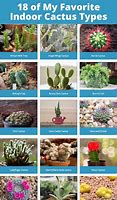 Image result for Cactus Types and Names