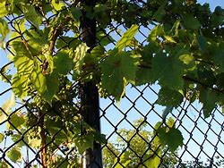 Image result for Vines On Chain Link Fence