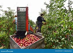 Image result for Apple Harvest Whimple