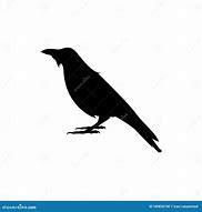Image result for Black and White Crow