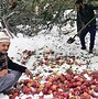 Image result for Kashmir Apple Garden