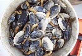 Image result for Soft-Shell Clam