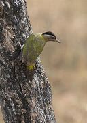 Image result for Picus xanthopygaeus