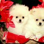 Image result for Christmas Puppy Lock Screen