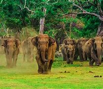 Image result for Sri Lankan Elephant Desktop Wallpaper