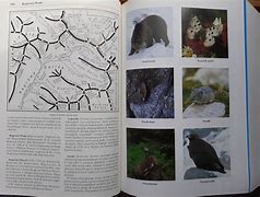 Image result for co_oznacza_zofia_radwańska paryska