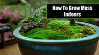 Image result for Indoor Small Nome House with Moss