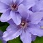 Image result for Clematis Acropolis