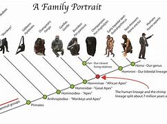 Image result for Great Apes Evolution