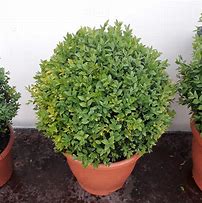 Image result for Buxus sempervirens bosjes in pot