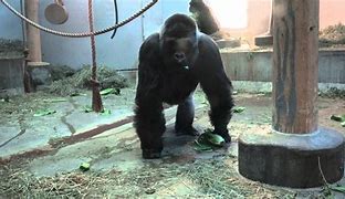 Image result for Gorilla Charges Glass