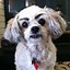 Image result for Silly Dog Faces