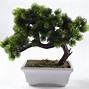 Image result for The Karate Kid Bonsai Tree