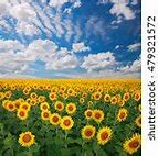 Image result for Sunflower Home Screen