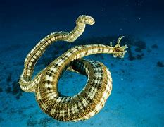 Image result for Unknown Sea Creatures