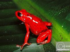 Image result for Poisonous Toads