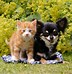 Image result for Kitten Photography