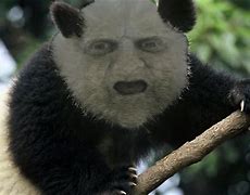 Image result for Old Panda Funny