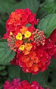 Image result for LANTANA SORBET