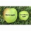 Image result for Giant Apple